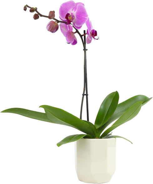 Purple Phalaenopsis Live Orchid Plant Lover Gift & White Orchid Pot, 20-24"