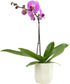 Purple Phalaenopsis Live Orchid Plant Lover Gift & White Orchid Pot, 20-24"