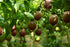 8-oz (8 oz) Naturally Delicious Dried Passion Fruit Maracuja Bags, No Added Chemicals, No Added Colorings, No