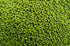 Mahita Collections 500g Prakruthi Green Gram | Green Moong Whole
