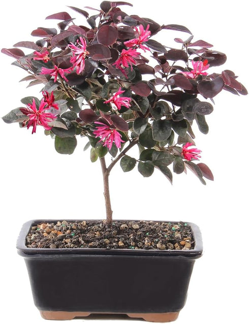 Brussel's Bonsai - Live Chinese Fringe Flower Bonsai Tree, Outdoor Bonsai Tree