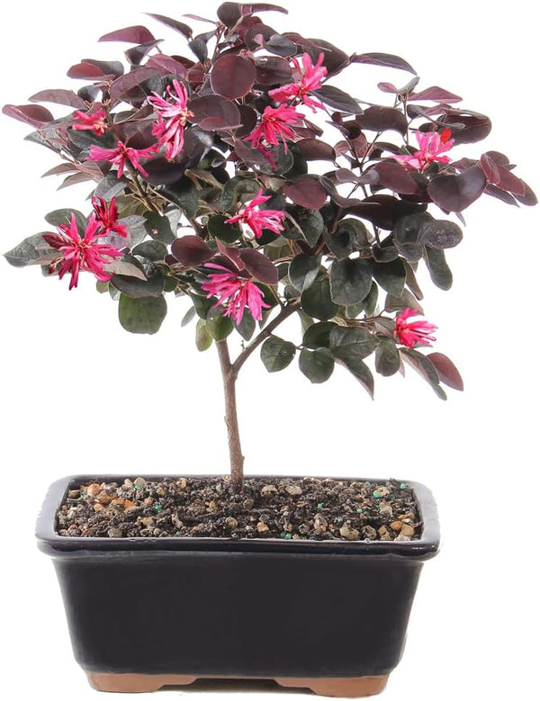 Brussel's Bonsai - Live Chinese Fringe Flower Bonsai Tree, Outdoor Bonsai Tree