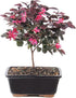 Brussel's Bonsai - Live Chinese Fringe Flower Bonsai Tree, Outdoor Bonsai Tree