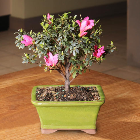 5 5-8 Inches Brussel's Bonsai - Live Satsuki Azalea Flowering Bonsai Tree in Ceramic Bonsai Pot, Outdoor Bonsai Tree