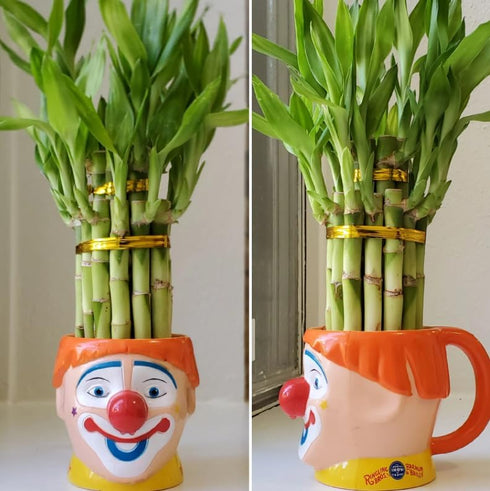 Generic 10 6 inches Lucky Bamboo Plants Each with Butterfly Stake