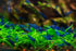 Generic 15+ Seam Oasis Red - Blue - Yellow Color Neocaridina Rainbow Live Freshwater Aquarium Shrimps for Aquarium