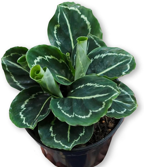 Calathea Green Lipstick - Live Plant in a 6 Inch Growers Pot