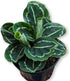 Calathea Green Lipstick - Live Plant in a 6 Inch Growers Pot