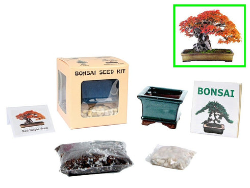 Eve's Garden, Inc Eve's Red Maple Bonsai Seed Kit, Woody, Complete Kit to Grow Red Maple Bonsai from Seed