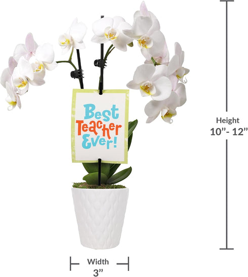3" Green Circle Growers Petite White Orchid in Evi White Planter, Live Plant Best Teacher Ever