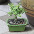 3 5-8 Inches Brussel's Bonsai - Live Dwarf Jade Bonsai Tree in a Ceramic Bonsai Pot, Indoor Succulent Houseplant, Years