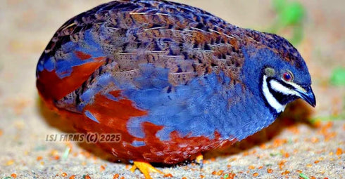 Generic 6+ 6 Fertile Quail Hatching Eggs Button Quail Hatching Eggs Mixed Varieties Farm Fresh & High Hatch Rate LSJ