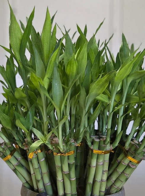 Generic Lucky Bamboo Plants - 6 stalks 8 inches with Butterfly Stake, Home