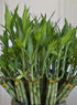 Generic 6 8 inches Lucky Bamboo Plants - stalks Tied in Gold Wire with Butterfly Stake, Home Decor, Office Desk