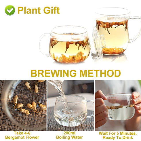 Plant Gift 2.82oz/80g Dried Bergamot Flower No Additives, Sulfur Free, Chinese Dried Herbs Angelica Sinensis Dong Quai