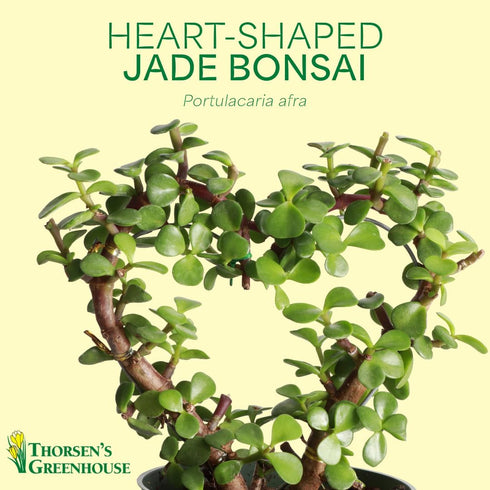 4-inch Thorsen's Greenhouse, Heart-Shaped Jade Bonsai Plant, Live Indoor Plant, Gift, Succulent Plant, Diameter Pot