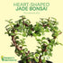 4-inch Thorsen's Greenhouse, Heart-Shaped Jade Bonsai Plant, Live Indoor Plant, Gift, Succulent Plant, Diameter Pot