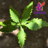 Alebrixes Dried Epazote Leaves 4 oz (113 G) | 100% Natural Hoja de Epazote Aromatica | Resealable Bag Imported from