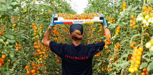 28.22 oz (800g), 100% Yellow Cherry Tomatoes in Puree, Pomodorini, Daterini Italian, Cosi Come