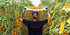 28.22 oz (800g), 100% Yellow Cherry Tomatoes in Puree, Pomodorini, Daterini Italian, Cosi Come