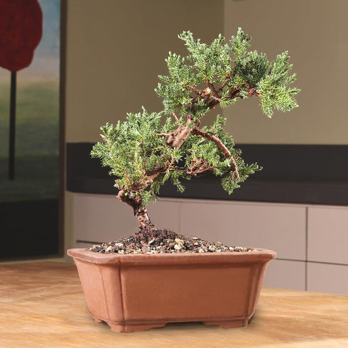 Brussel's Bonsai - Live Green Mound Juniper Bonsai Tree, Outdoor Bonsai Tree Live Plant, Medium Bonsai for Patio Garden