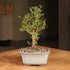 5 6 8 inches Brussel's Bonsai Live Chinese Elm Bonsai Tree, Outdoor - Small, Years Old, to Tall - Includes Decorative