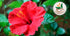 TeaDreamTea Hibiscus Tea Bags - 100 Bleach-Free, Caffeine Free Dried Hibiscus Flowers for Hot or Iced Herbal Tea