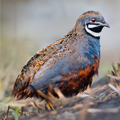 Generic 6+ Fertile Quail Hatching Eggs 6 Button Quail Hatching Eggs Mixed Varieties