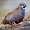 Generic 6+ Fertile Quail Hatching Eggs 6 Button Quail Hatching Eggs Mixed Varieties