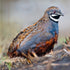 Generic 6+ Fertile Quail Hatching Eggs 6 Button Quail Hatching Eggs Mixed Varieties