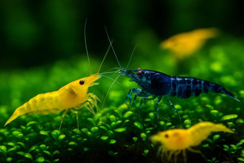 Generic 15+ Seam Oasis Red - Blue - Yellow Color Neocaridina Rainbow Live Freshwater Aquarium Shrimps for Aquarium