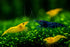 Generic 15+ Seam Oasis Red - Blue - Yellow Color Neocaridina Rainbow Live Freshwater Aquarium Shrimps for Aquarium