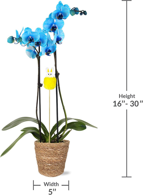 5" Green Circle Growers Blue Watercolor Orchid Phalaenopsis in a Seagrass Pot with a Bunny Pick, Live Indoor Plants