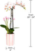 5" Green Circle Growers White with Pink Orchid with Mom Pick and Billy Balls, Living Indoor Plants, House Plant