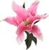 10 Stem Pink Giant Lilies Fresh Cut Flower Bouquet Very Fragrant Gifts for home decoration birthdays anniversaries