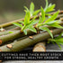 7 Beta Bucks John Bamboo Willow Bonsai Forest Willow Bonsai Cuttings for DIY Mini Tree Garden, Fast Rooting Live Plant