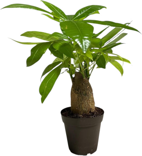 12-14 inch Money Tree Stump Live Plant, Tall, Easy to Grow Live Indoor Bonsai Tree, Pachira aquatica