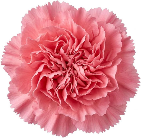 (50) FlowerPrime Pink Carnations - Fresh Natural Cut Flowers