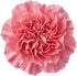 (50) FlowerPrime Pink Carnations - Fresh Natural Cut Flowers