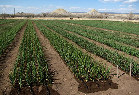 Fresh Garlic Bulbs 4 lbs (2 2 lbs) Whole Bags of Product of USA