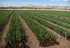 Fresh Garlic Bulbs 4 lbs (2 2 lbs) Whole Bags of Product of USA