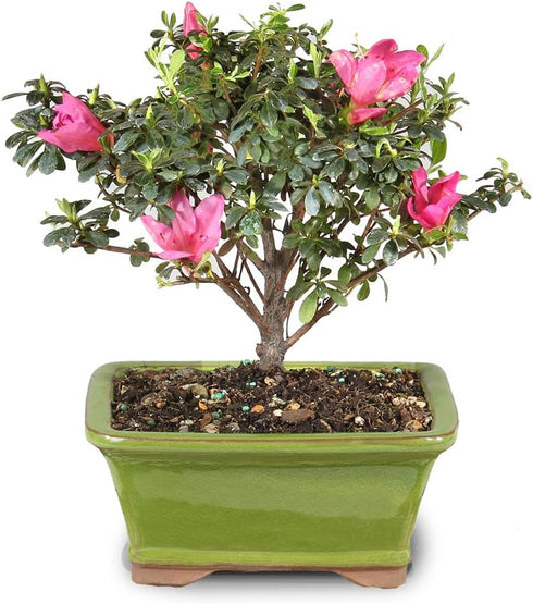 Brussel's Bonsai - Live Satsuki Azalea Flowering Bonsai Tree in Ceramic Bonsai