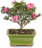 Brussel's Bonsai - Live Satsuki Azalea Flowering Bonsai Tree in Ceramic Bonsai