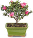 Brussel's Bonsai - Live Satsuki Azalea Flowering Bonsai Tree in Ceramic Bonsai