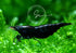 Swimming (10, Creatures Freshwater Aquarium Shrimp - A Perfect Combo to Brighten Your Aquarium! Premium Chocolate