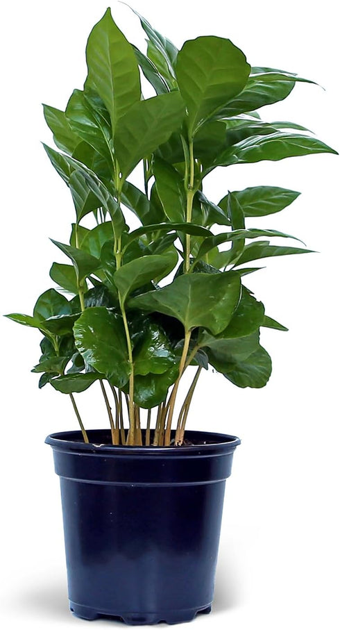 Live Coffee Plant, Coffea Arabica, Coffee Tree, Arabian Coffee, Fragrant Houseplant, Mother's