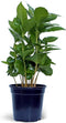 Live Coffee Plant, Coffea Arabica, Coffee Tree, Arabian Coffee, Fragrant Houseplant, Mother's