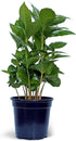 Live Coffee Plant, Coffea Arabica, Coffee Tree, Arabian Coffee, Fragrant Houseplant, Mother's