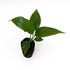 '7th '7th 2-8" 2ct Live Spathiphyllum Heaven' Plant - Heaven Peace Lily' - ragnaroc Tropical Plant Tall - - Live