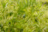 2 Food to Live Organic French Green Lentils, Pounds Non-GMO, Whole Dry Beans, Raw, Sproutable, Vegan, Kosher, Bulk.